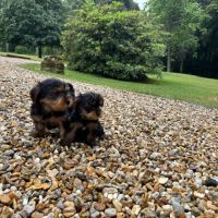 Chiot yorkshire