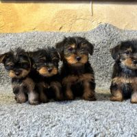 Chiot yorkshire #2