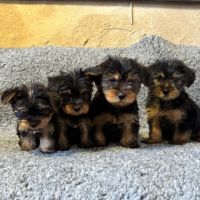 Chiot yorkshire #3