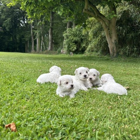 Chiot bichons #2
