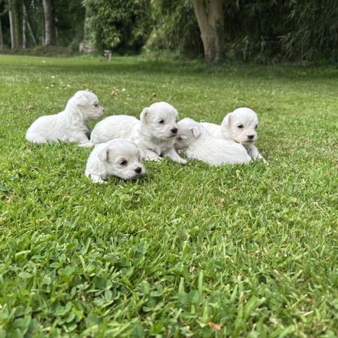 Chiot bichons #3