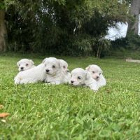 Chiot bichons