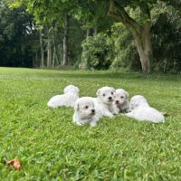 Chiot bichons #2