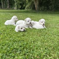 Chiot bichons #3