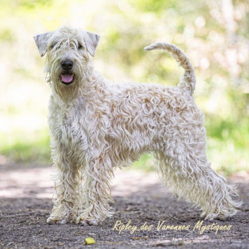 Terrier irlandais à poil doux : original et rare #4