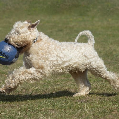 Terrier irlandais à poil doux : original et rare #7