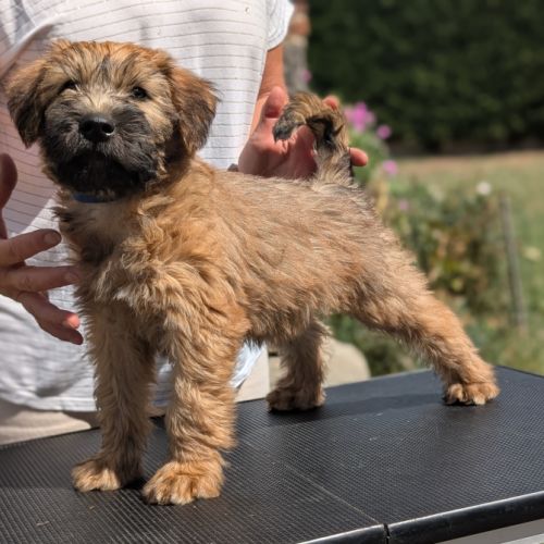 Original et rare : wheaten terrier