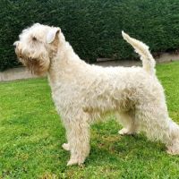 Terrier irlandais à poil doux : original et rare #1