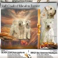 Terrier irlandais à poil doux : original et rare #2