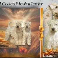 Terrier irlandais à poil doux : original et rare
