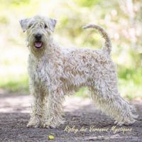 Terrier irlandais à poil doux : original et rare #4