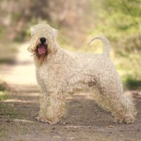 Terrier irlandais à poil doux : original et rare #5
