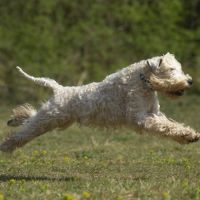 Terrier irlandais à poil doux : original et rare #6