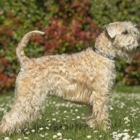 Terrier irlandais à poil doux : original et rare #8
