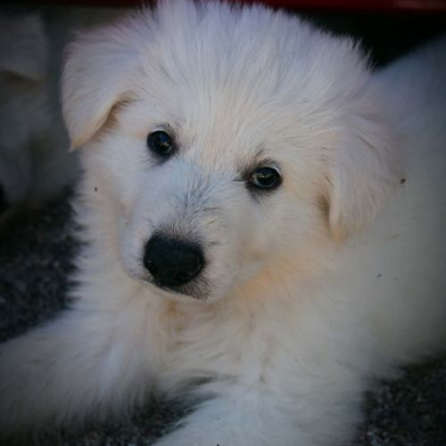 Chiots berger blanc suisse #1