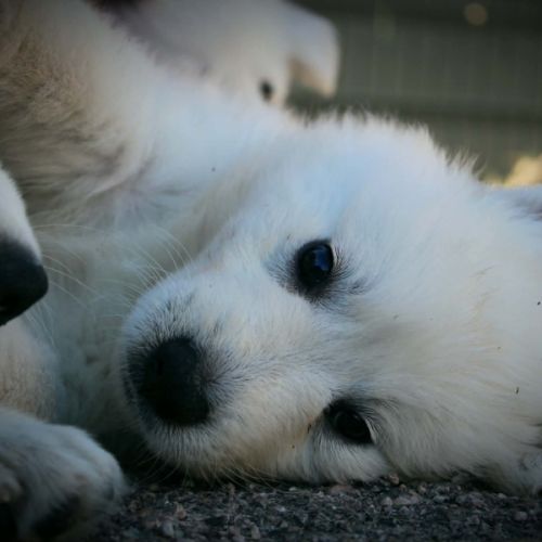 Chiots berger blanc suisse #2