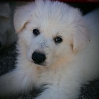 Chiots berger blanc suisse #1
