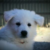 Chiots berger blanc suisse