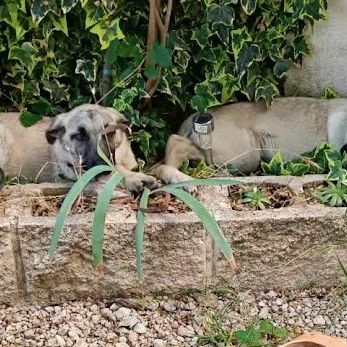 Taca, chiot femelle. une petite merveille ! #2