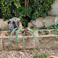 Taca, chiot femelle. une petite merveille ! #2