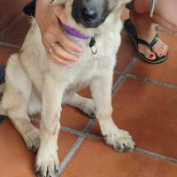 Taca, chiot femelle. une petite merveille ! #3