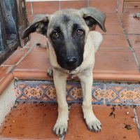Taca, chiot femelle. une petite merveille !