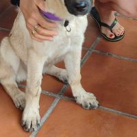 Taca, chiot femelle. une petite merveille ! #5