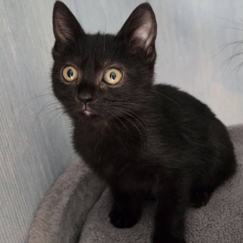 Goyave et physalis, adorable chaton à l'adoption #1