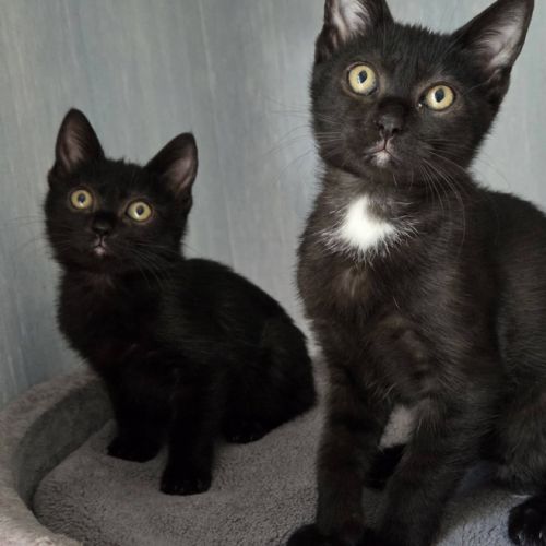 Goyave et physalis, adorable chaton à l'adoption