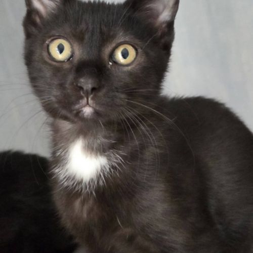 Goyave et physalis, adorable chaton à l'adoption #4