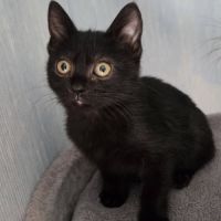 Goyave et physalis, adorable chaton à l'adoption #1