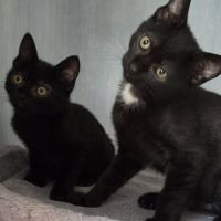 Goyave et physalis, adorable chaton à l'adoption #2