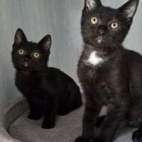 Goyave et physalis, adorable chaton à l'adoption #0