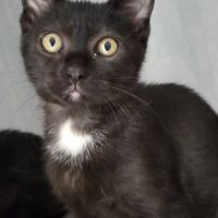 Goyave et physalis, adorable chaton à l'adoption #4