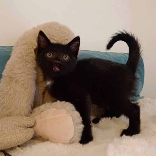 Aiko et otis, adorable chaton à l'adoption #1