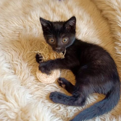 Aiko et otis, adorable chaton à l'adoption #2