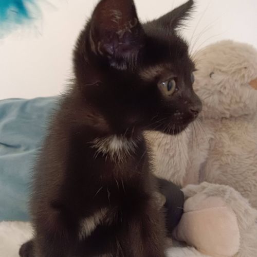 Aiko et otis, adorable chaton à l'adoption #3