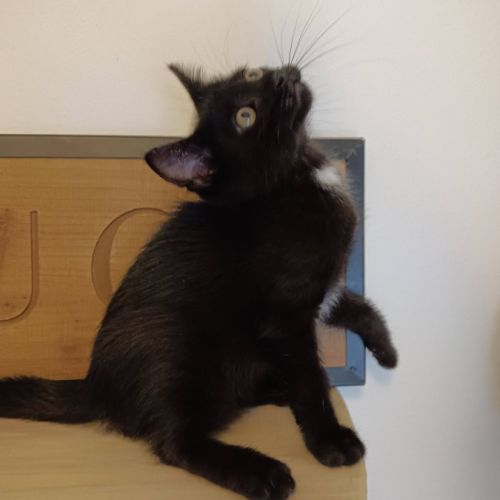 Aiko et otis, adorable chaton à l'adoption #4