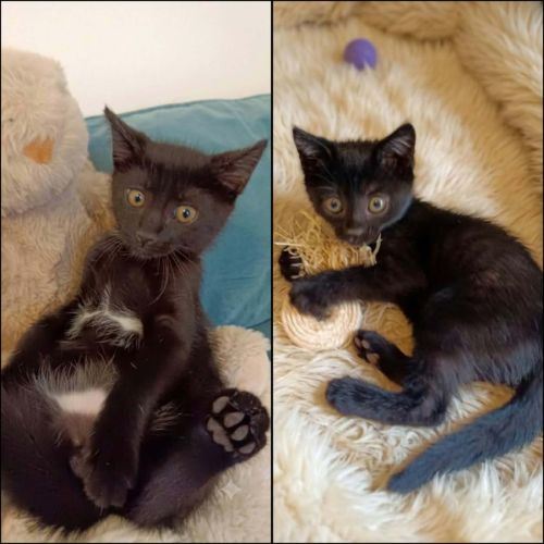 Aiko et otis, adorable chaton à l'adoption