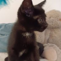 Aiko et otis, adorable chaton à l'adoption #3