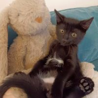 Aiko et otis, adorable chaton à l'adoption #5