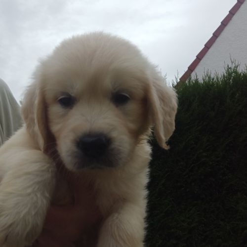 Chiot golden retriever #2