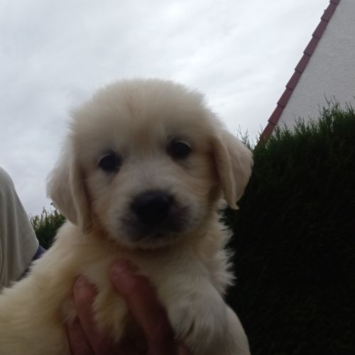 Chiot golden retriever