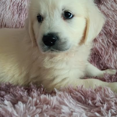 Chiot golden retriever #7
