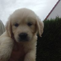 Chiot golden retriever #2