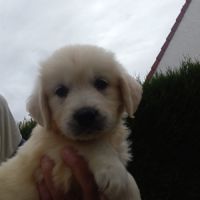 Chiot golden retriever #0