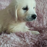 Chiot golden retriever #5