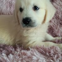 Chiot golden retriever #7