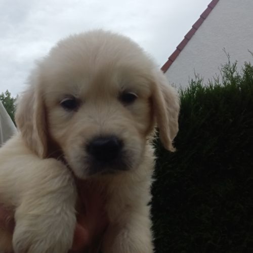 Chiot golden retriever #1