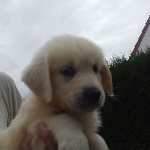 Chiot golden retriever #4